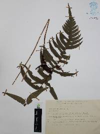 Blechnum occidentale image