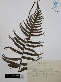 Blechnum occidentale image