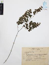 Adiantum andicola image