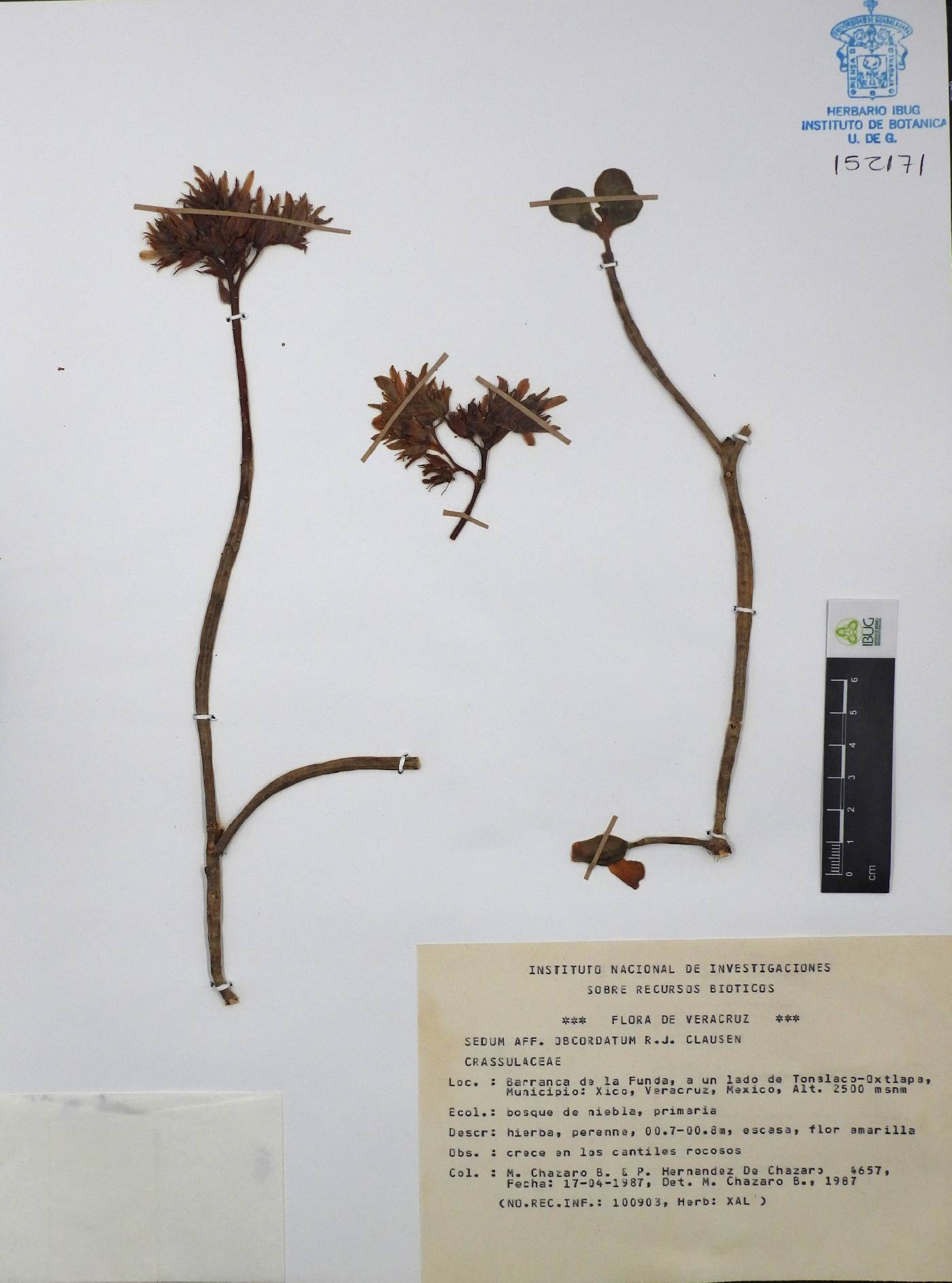 Sedum obcordatum image