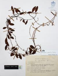 Microgramma reptans image