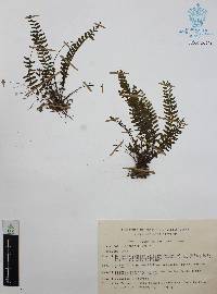 Asplenium formosum image