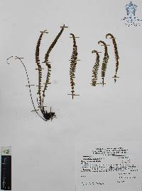 Asplenium monanthes image