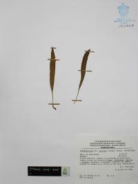 Elaphoglossum sartorii image