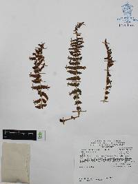 Woodsia mollis image