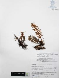 Pleopeltis thyssanolepis image