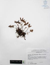 Pleopeltis thyssanolepis image