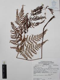 Dryopteris rossii image