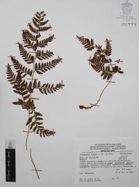 Dryopteris rossii image