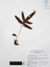 Phlebodium areolatum image