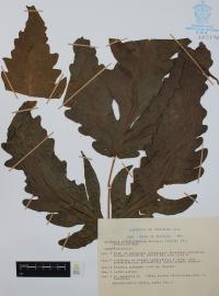 Tectaria heracleifolia image