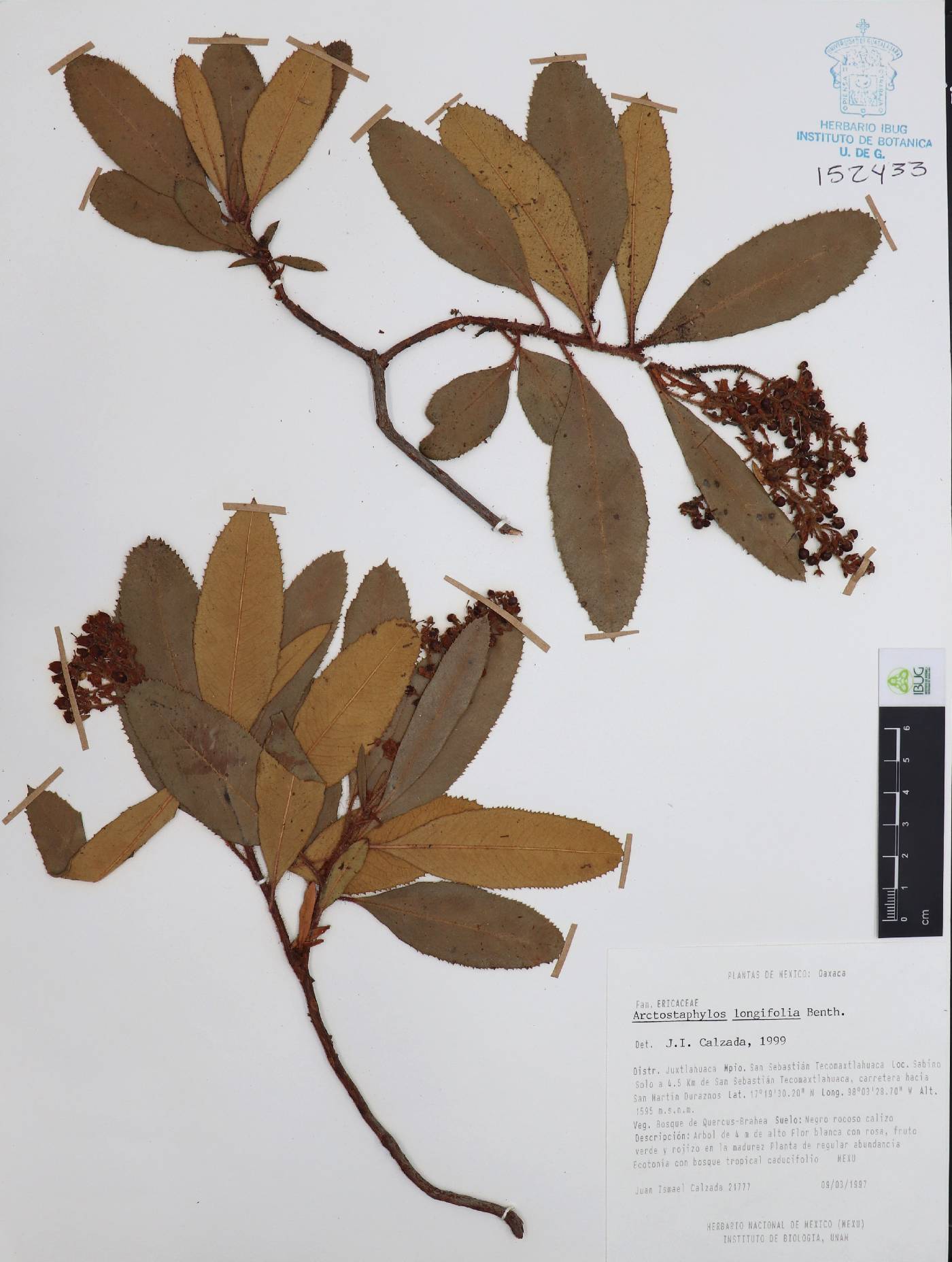 Arctostaphylos longifolia image