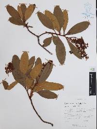 Arctostaphylos longifolia image