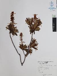 Comarostaphylis polifolia subsp. polifolia image