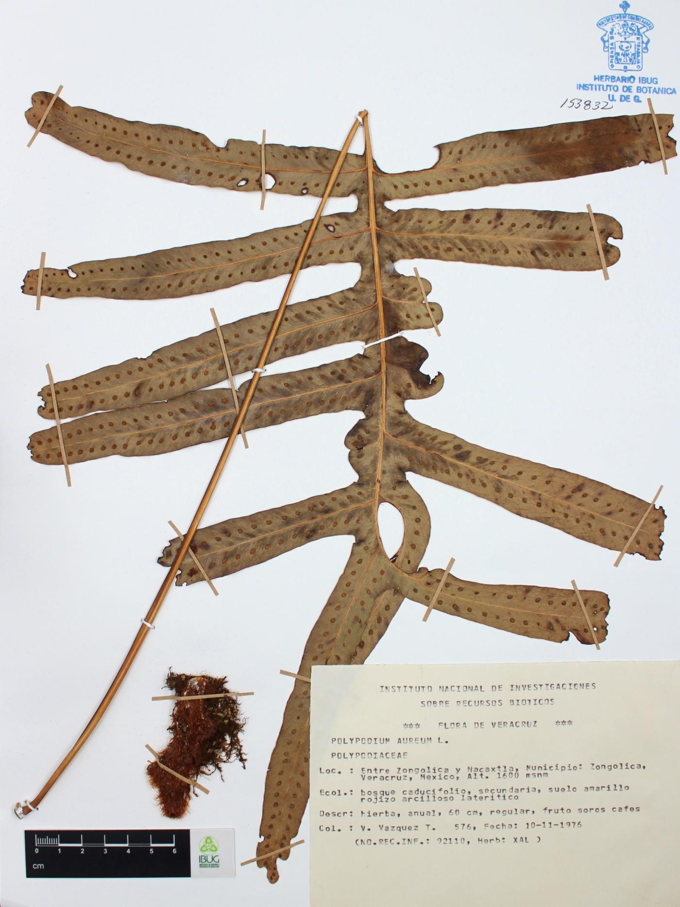 Phlebodium aureum image
