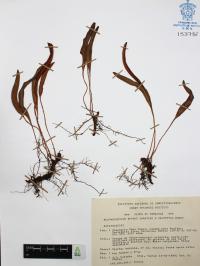 Elaphoglossum affine image