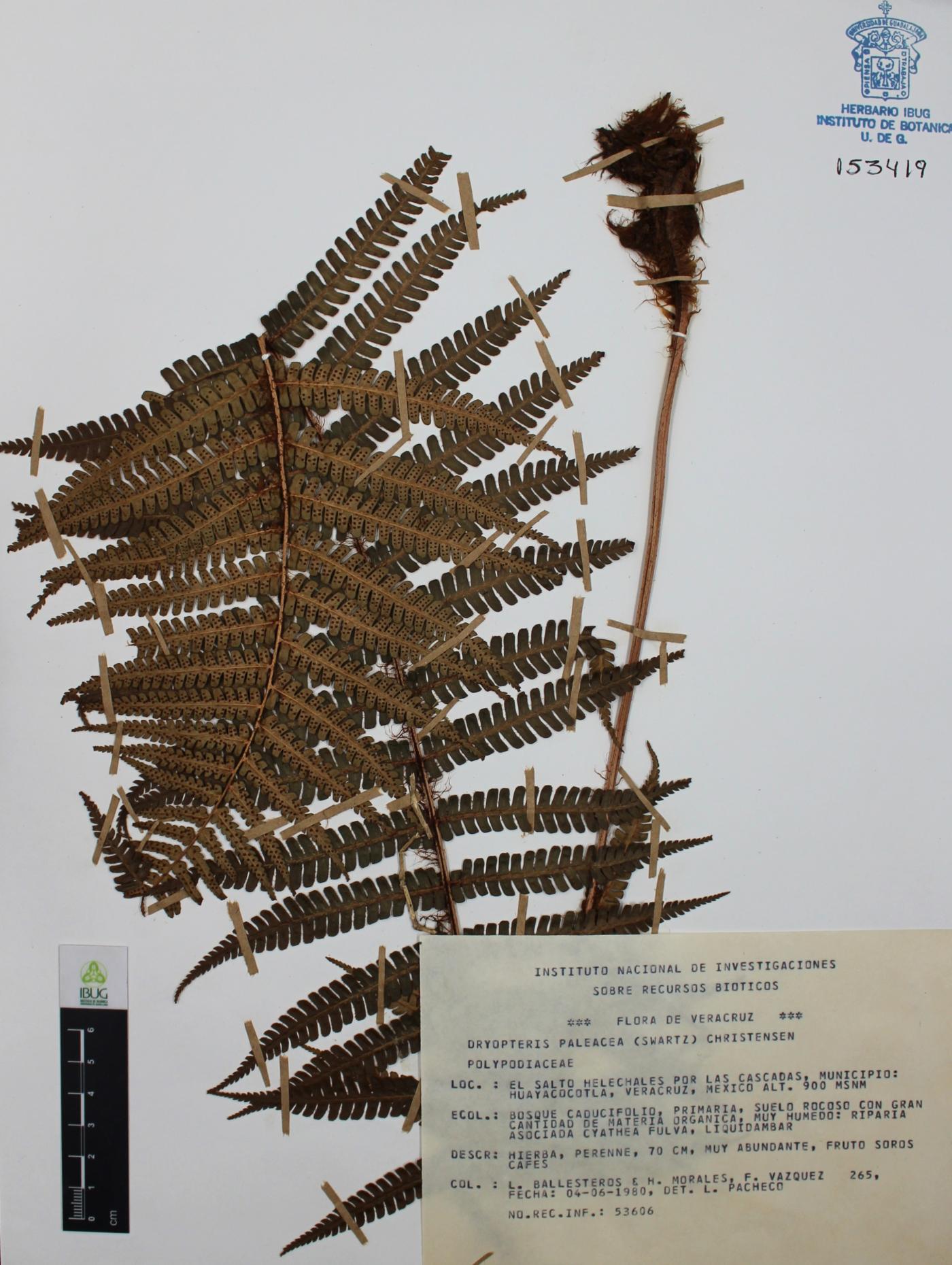 Dryopteris paleacea image