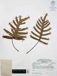 Phlebodium areolatum image