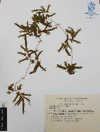 Lygodium venustum image
