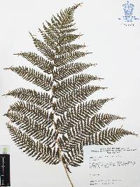 Lophosoria quadripinnata image