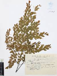 Adiantum tenerum image