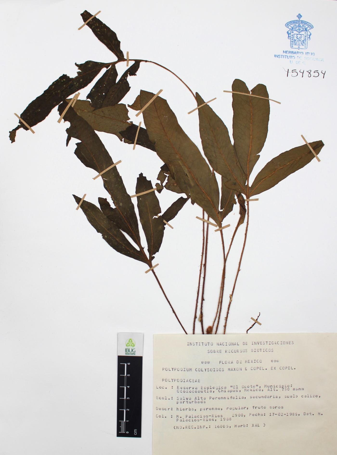 Polypodium colysoides image
