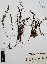 Asplenium castaneum image