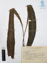 Campyloneurum phyllitidis image