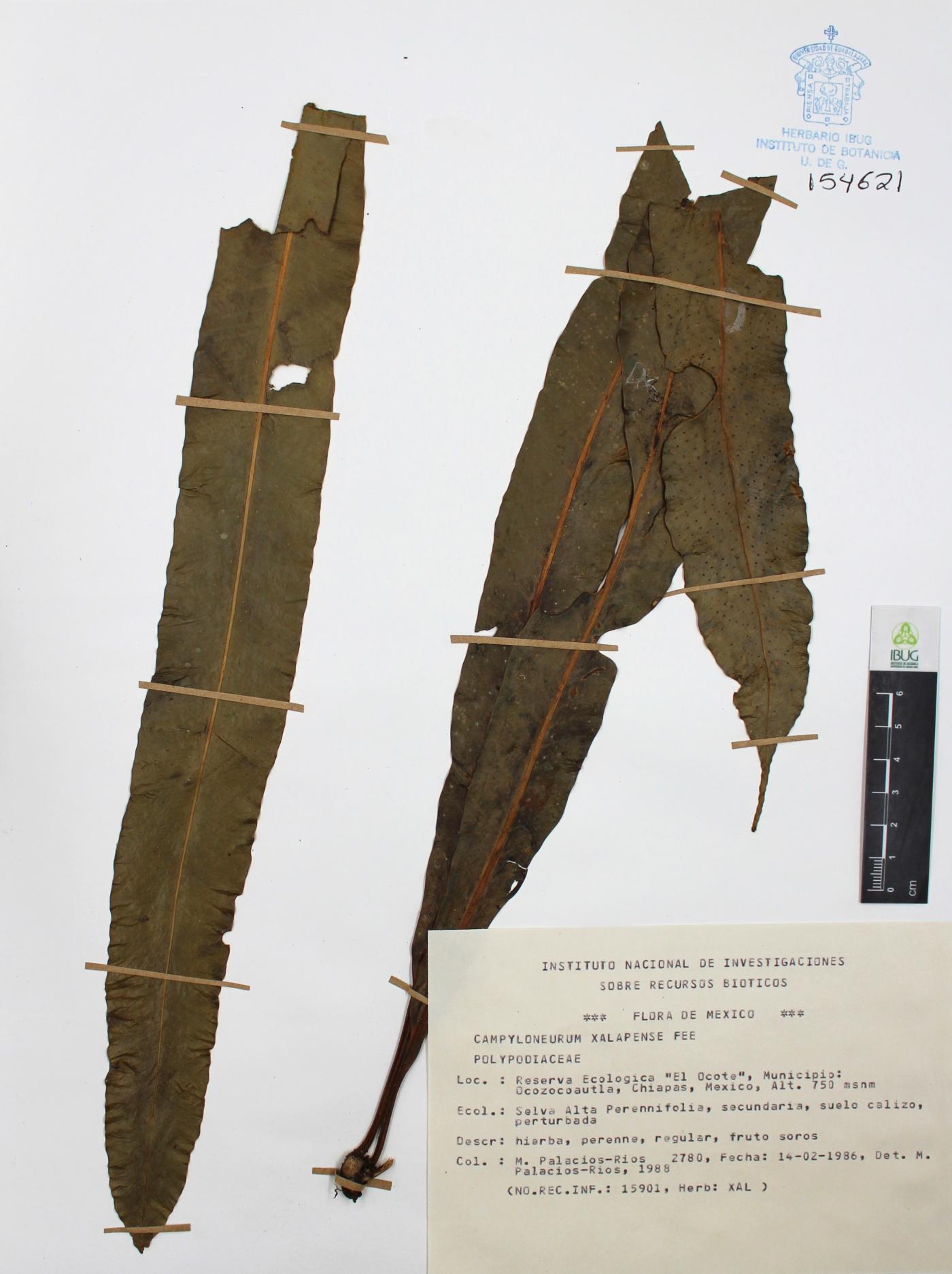 Campyloneurum xalapense image