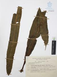 Campyloneurum xalapense image