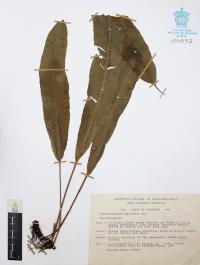 Campyloneurum xalapense image