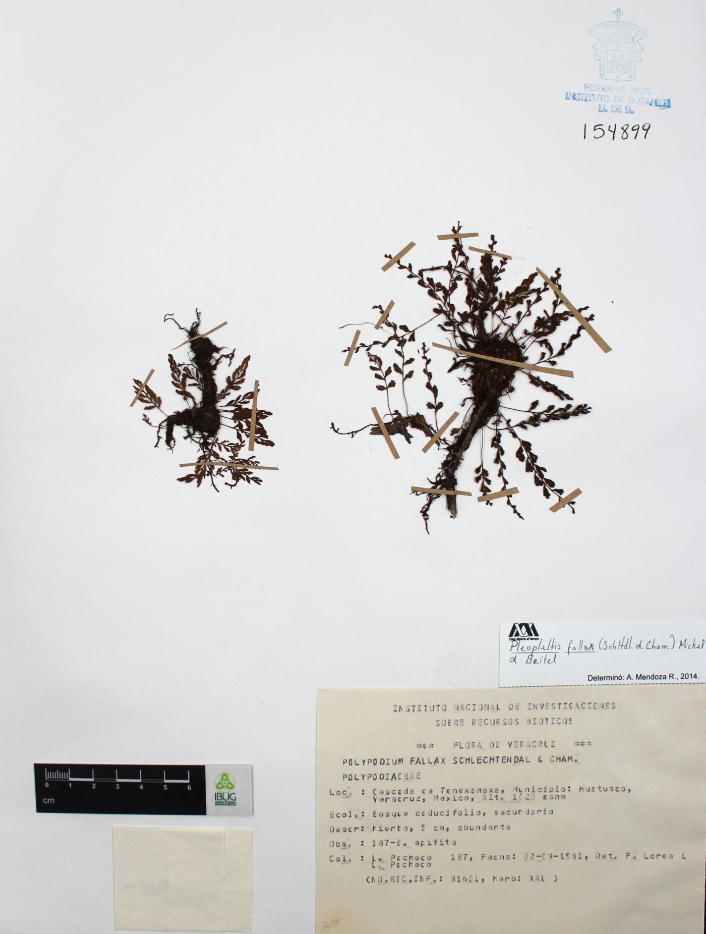 Pleopeltis fallax image