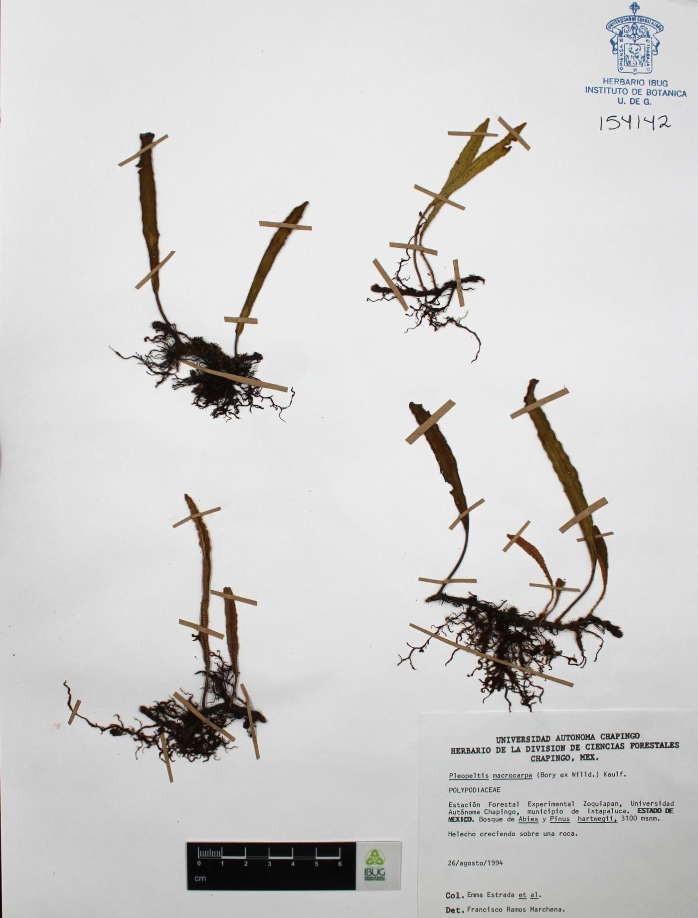 Pleopeltis macrocarpa image