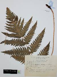 Woodwardia spinulosa image