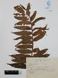 Phanerophlebia remotispora image