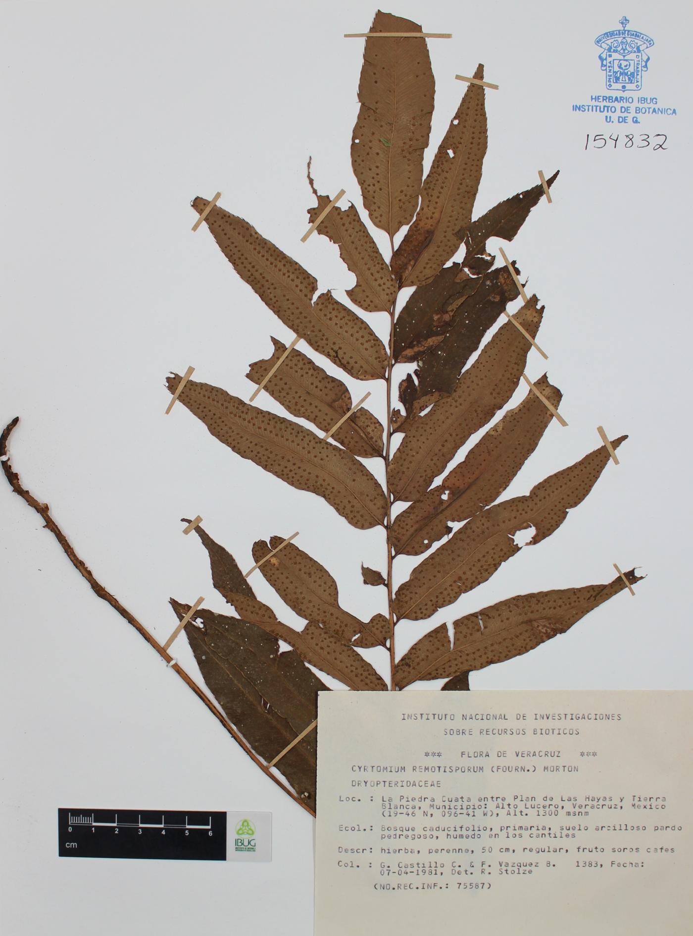 Phanerophlebia remotispora image