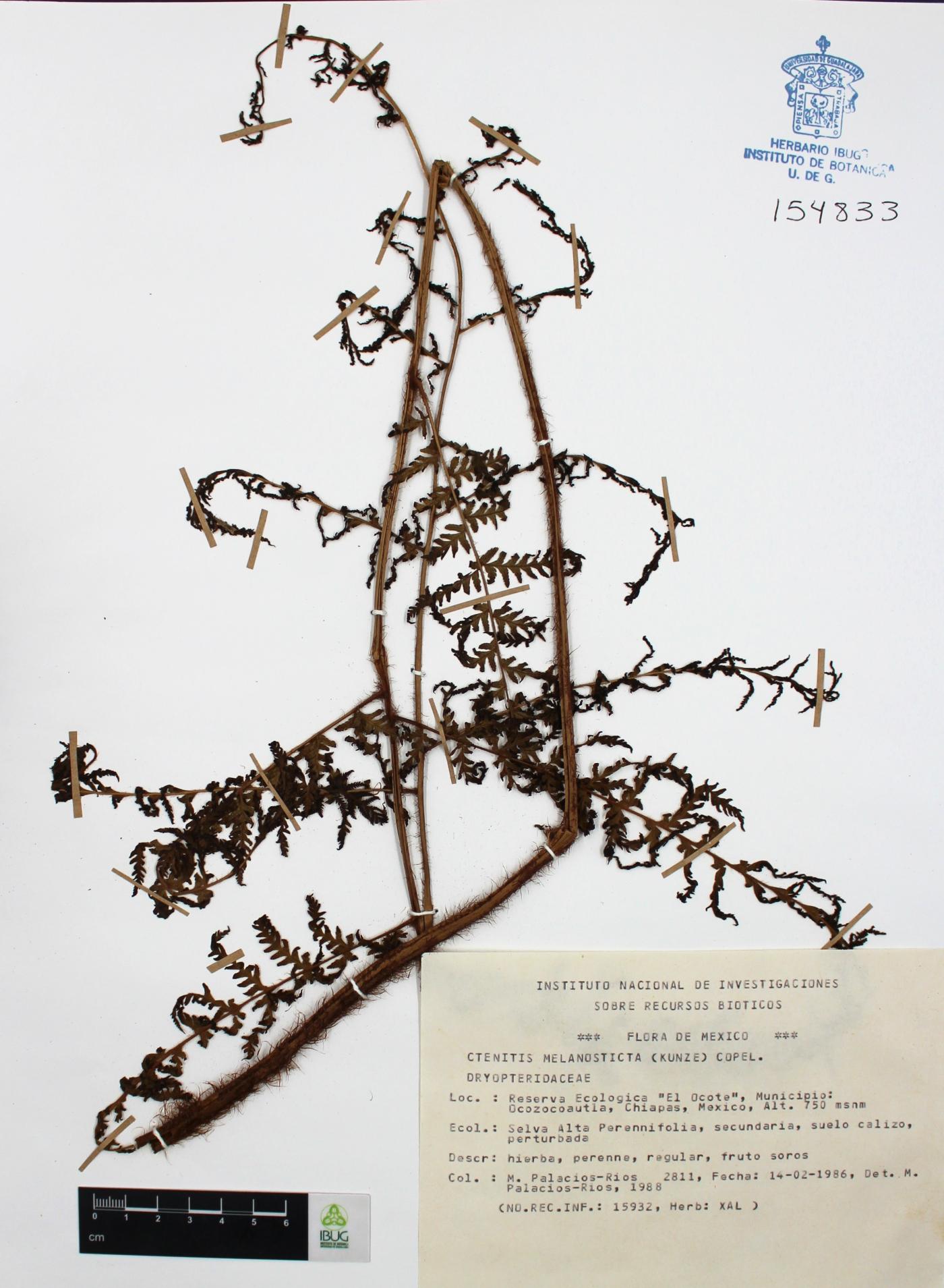 Ctenitis melanosticta image