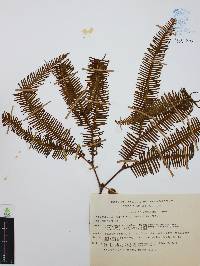 Gleichenia palmata image