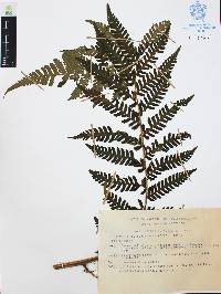 Trichipteris schiedeana image
