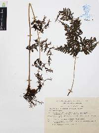 Macrothelypteris torresiana image