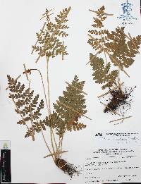 Anemia karwinskyana image