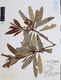 Comarostaphylis discolor image