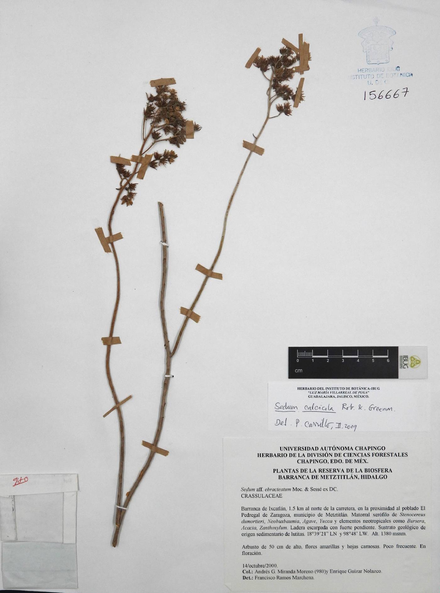 Sedum calcicola image
