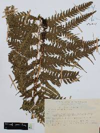 Diplazium lonchophyllum image