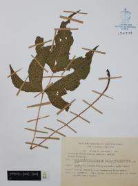 Tectaria heracleifolia image
