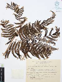 Cyathea divergens var. tuerckheimii image