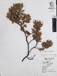 Arctostaphylos pungens image