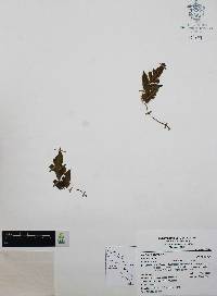 Asplenium pumilum image