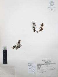Pleopeltis thyssanolepis image
