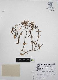 Sedum griseum image